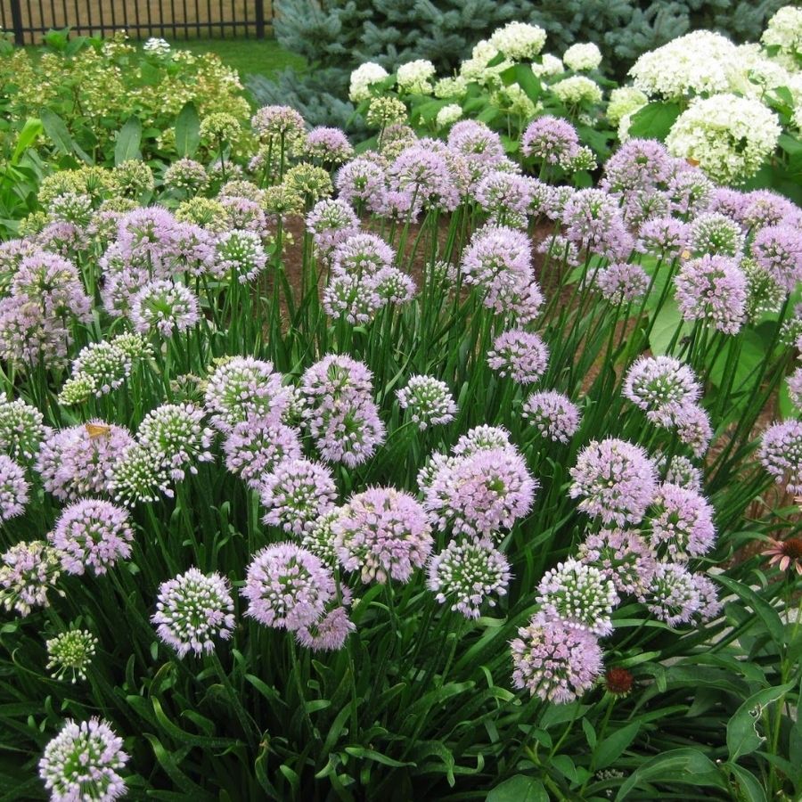 Аллиум сизый - Dolina-Sad.Ru