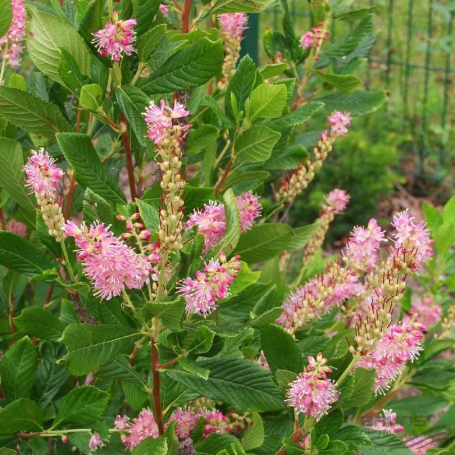 Клетра ольхолистная, С2 - Dolina-Sad.Ru