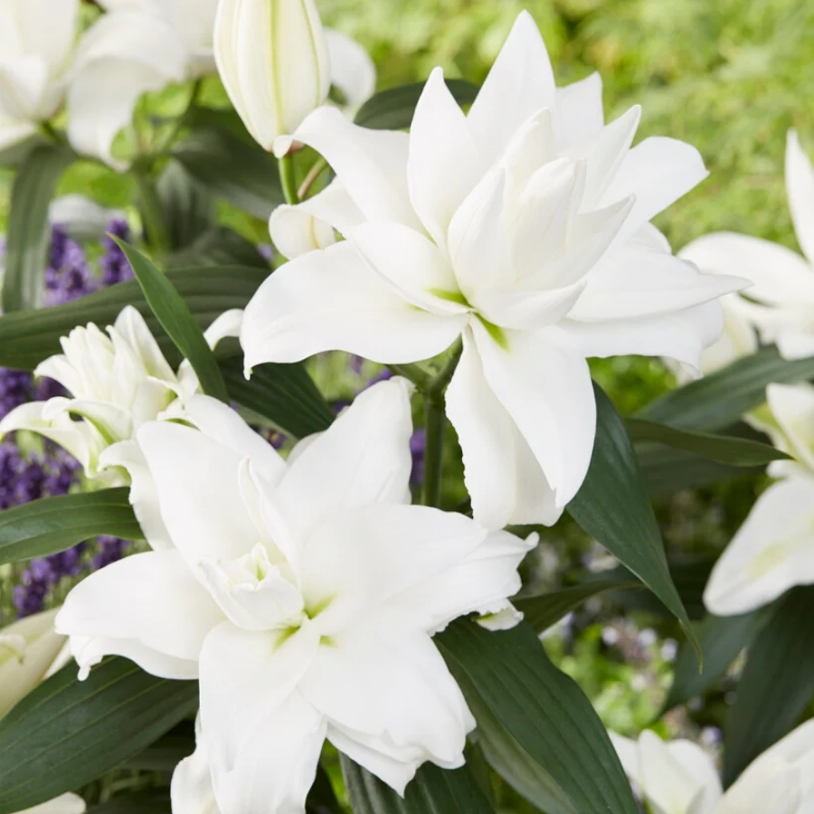 Лилия Роузлили Анджела Лилия Роузлили Анджела - Dolina-Sad.Ru