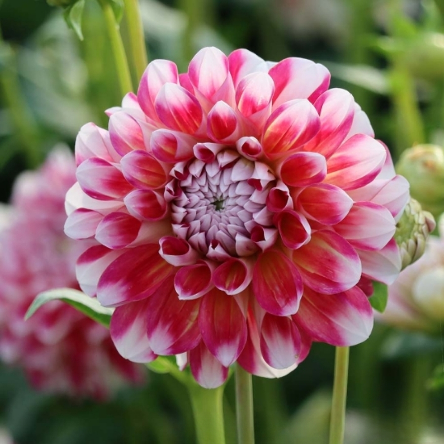 Георгина Хавайи Георгина Хавайи - Dolina-Sad.Ru