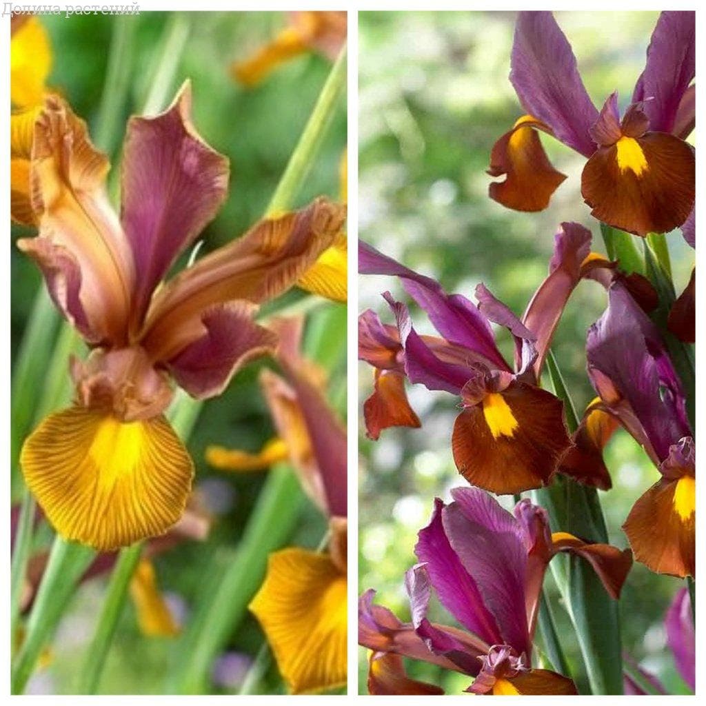 Комплект голландских ирисов Комплект голландских ирисов фото