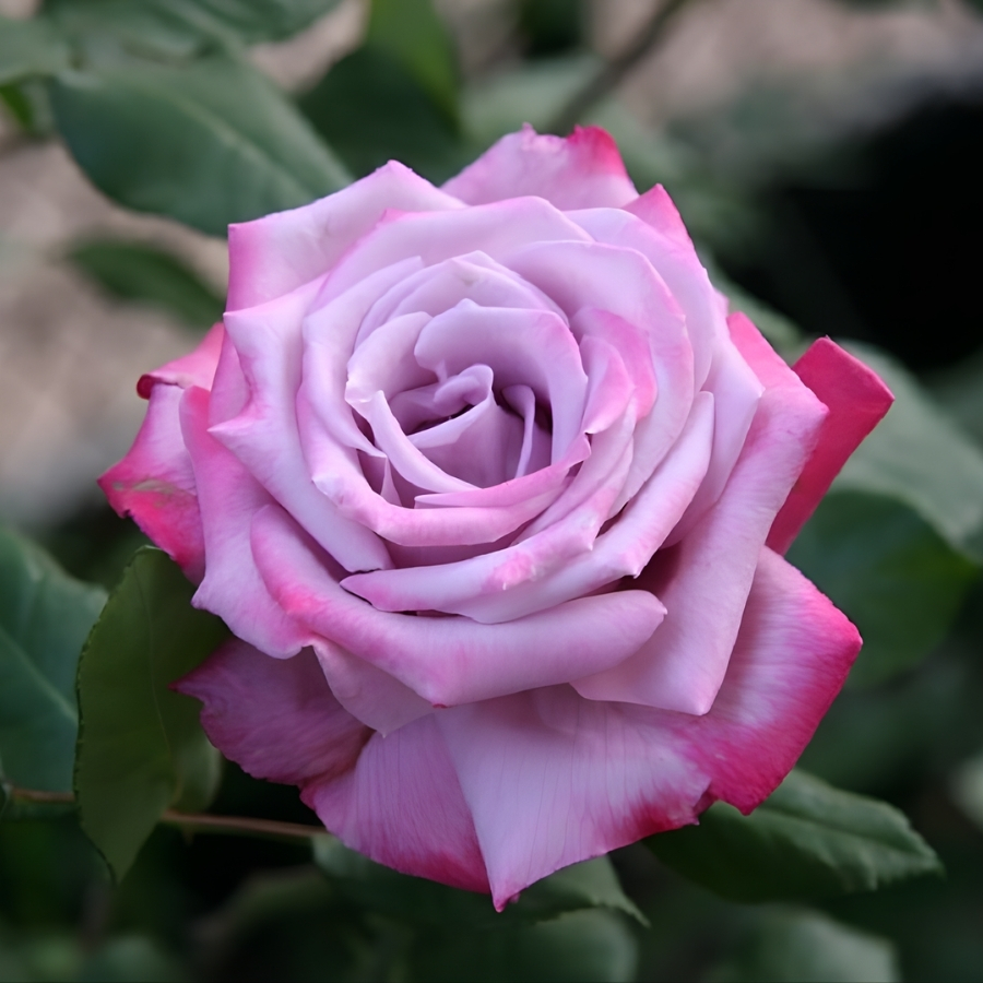 Роза Парадайз - Dolina-Sad.Ru