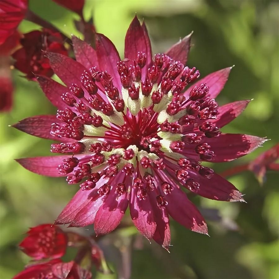 Астранция Дарк Шайни Айз Астранция Дарк Шайни Айз - Dolina-Sad.Ru