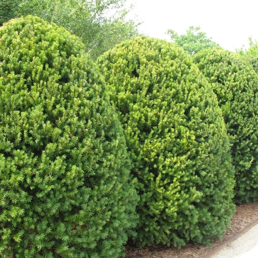 Тис средний Хикси, С3 - Dolina-Sad.Ru