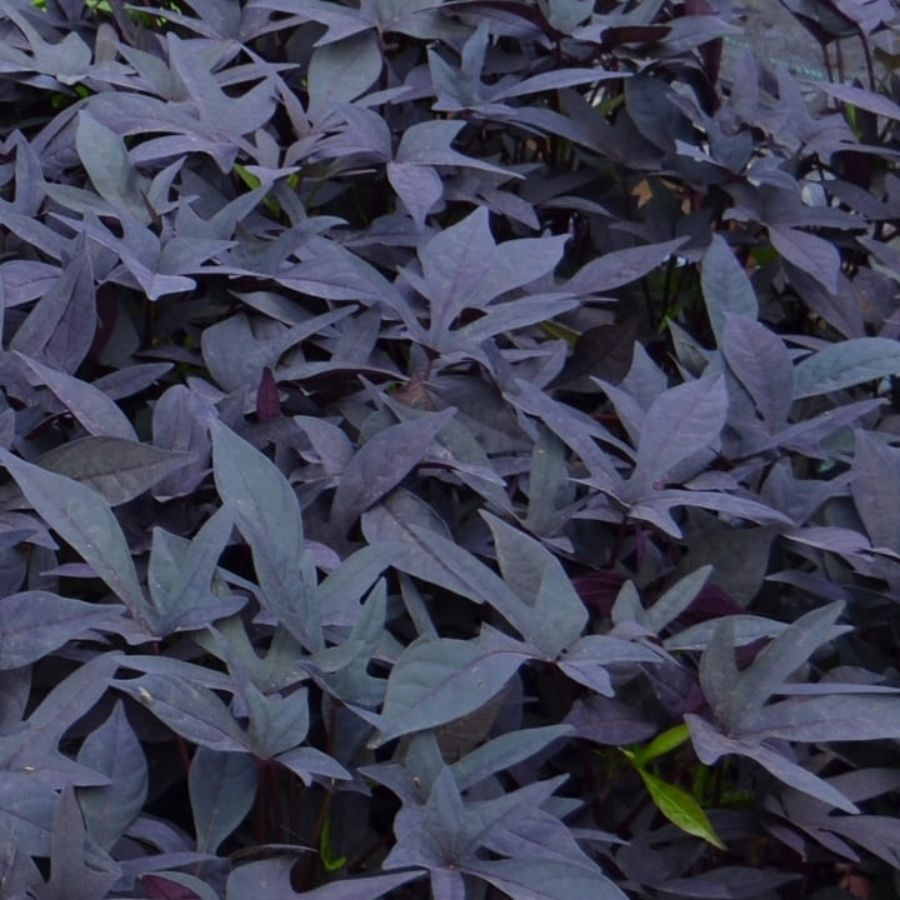 Ипомея кленовидная Флорамия Негро - Dolina-Sad.Ru