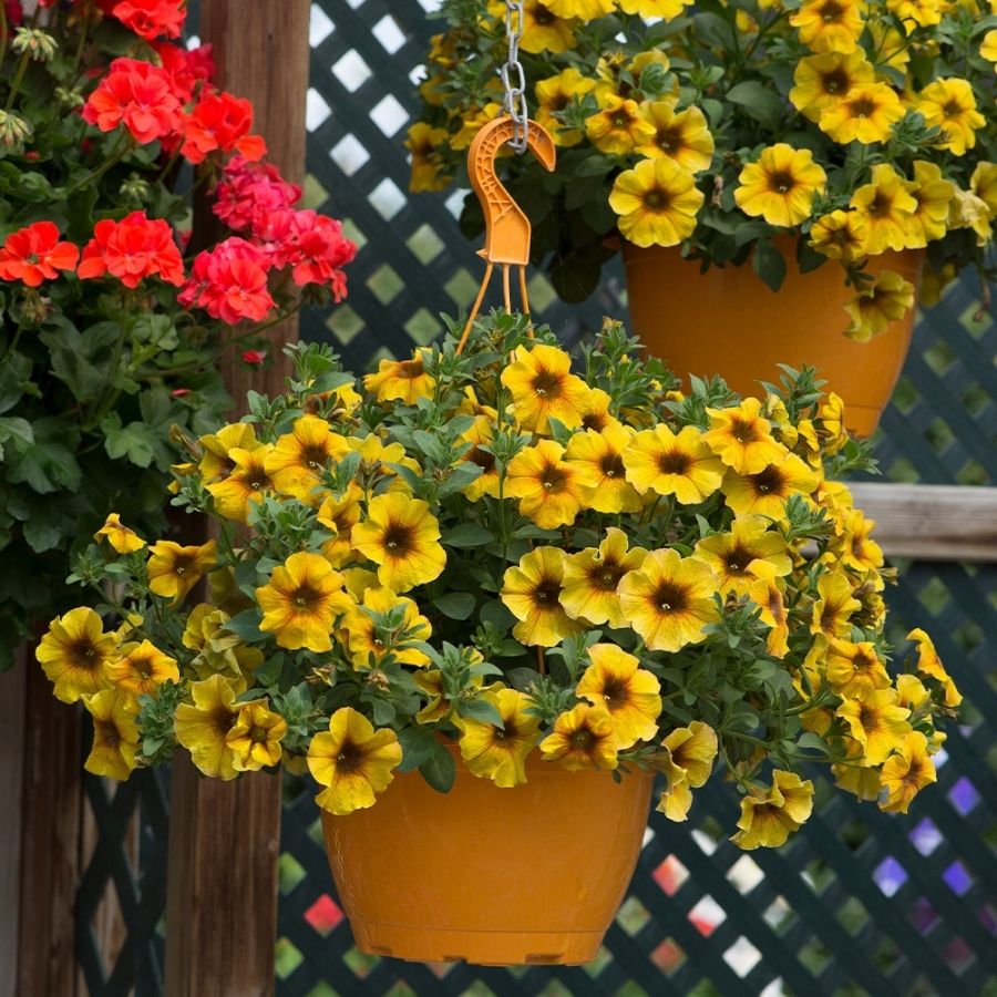 Петхоа Бьютикал Карамель Еллоу - Dolina-Sad.Ru