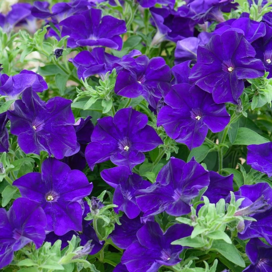 Петуния Оватион Блю Вельвет - Dolina-Sad.Ru