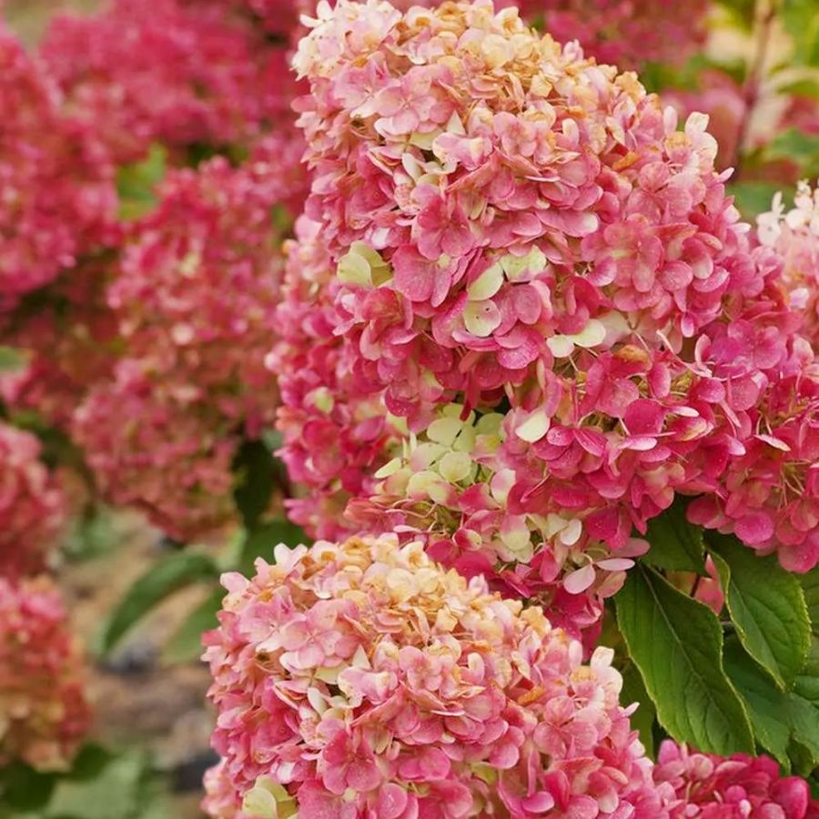 Гортензия метельчатая Краса Лесково, С3 - Dolina-Sad.Ru