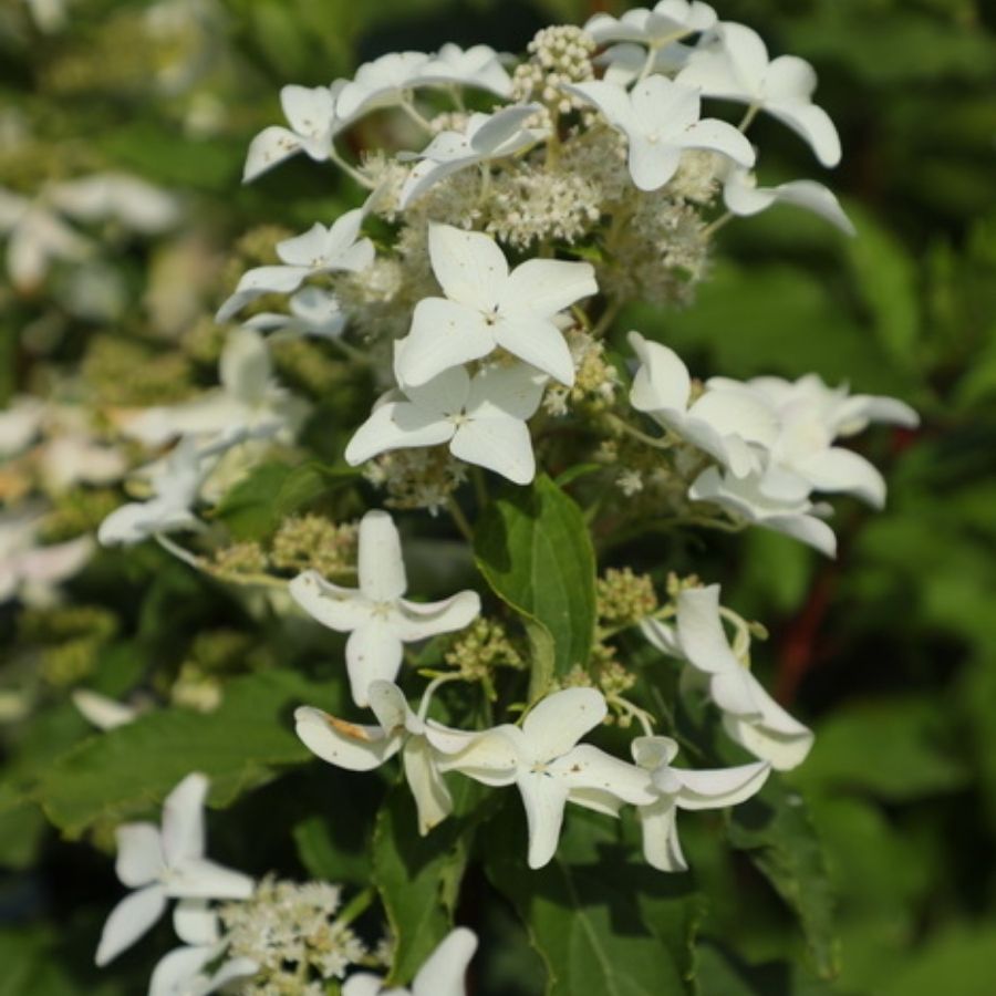 Гортензия метельчатая Дегудо, С3 - Dolina-Sad.Ru