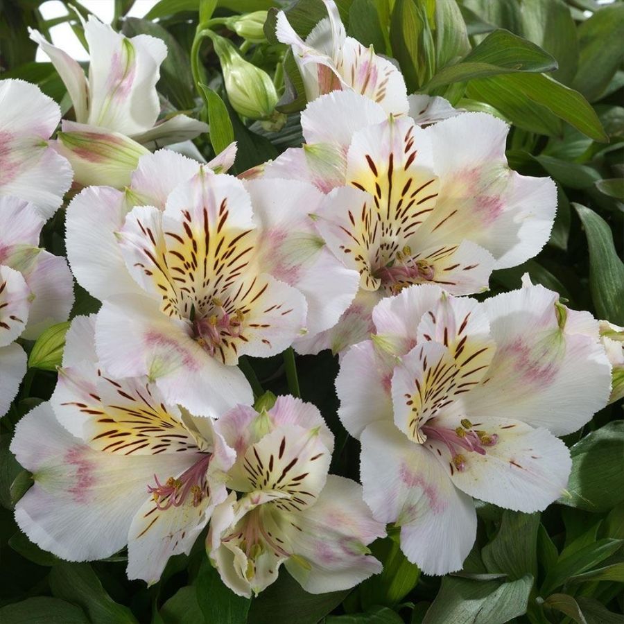 Альстромерия Венус - Dolina-Sad.Ru