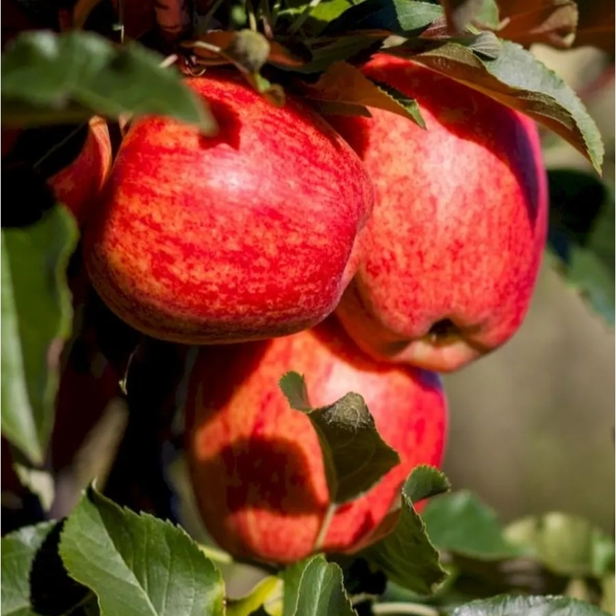 Яблоня Гала Яблоня Гала - Dolina-Sad.Ru