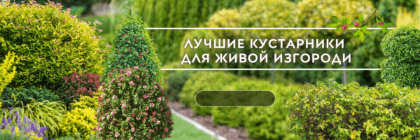 Живая Изгородь