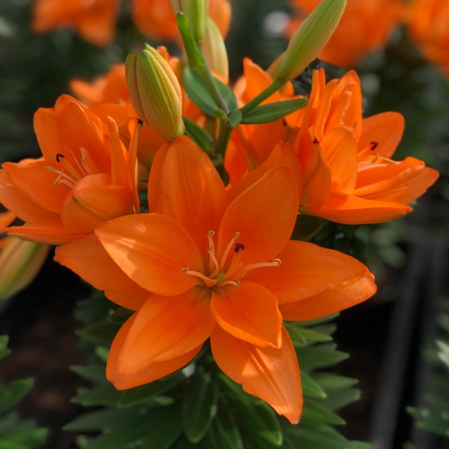 Лилия Дабл Тини - Dolina-Sad.Ru