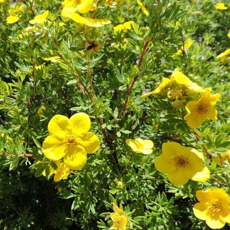 Лапчатка кустарниковая Лонгакр, С3 Лапчатка кустарниковая Лонгакр, С3 - Dolina-Sad.Ru