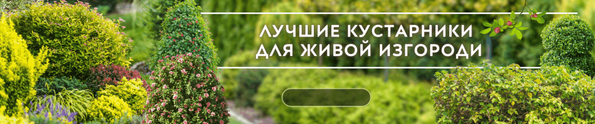 Живая Изгородь