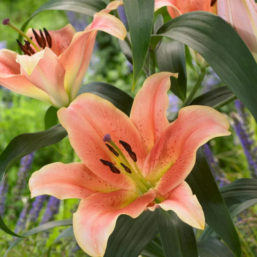 Лилия Зельмира Лилия Зельмира - Dolina-Sad.Ru