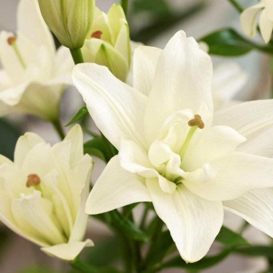 Лилия Бельведер - Dolina-Sad.Ru