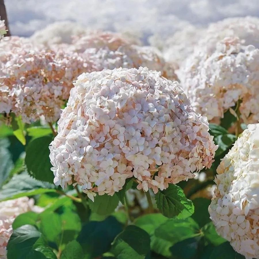 Гортензия древовидная Кендибель МиниБель, С2 - Dolina-Sad.Ru