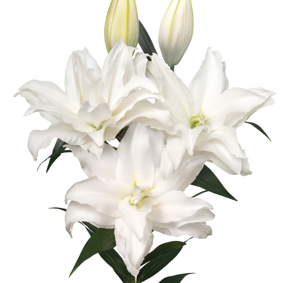 Лилия Роузлили Тирза Лилия Роузлили Тирза - Dolina-Sad.Ru