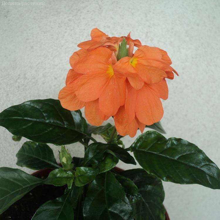 Кроссандра Тропик красная фото