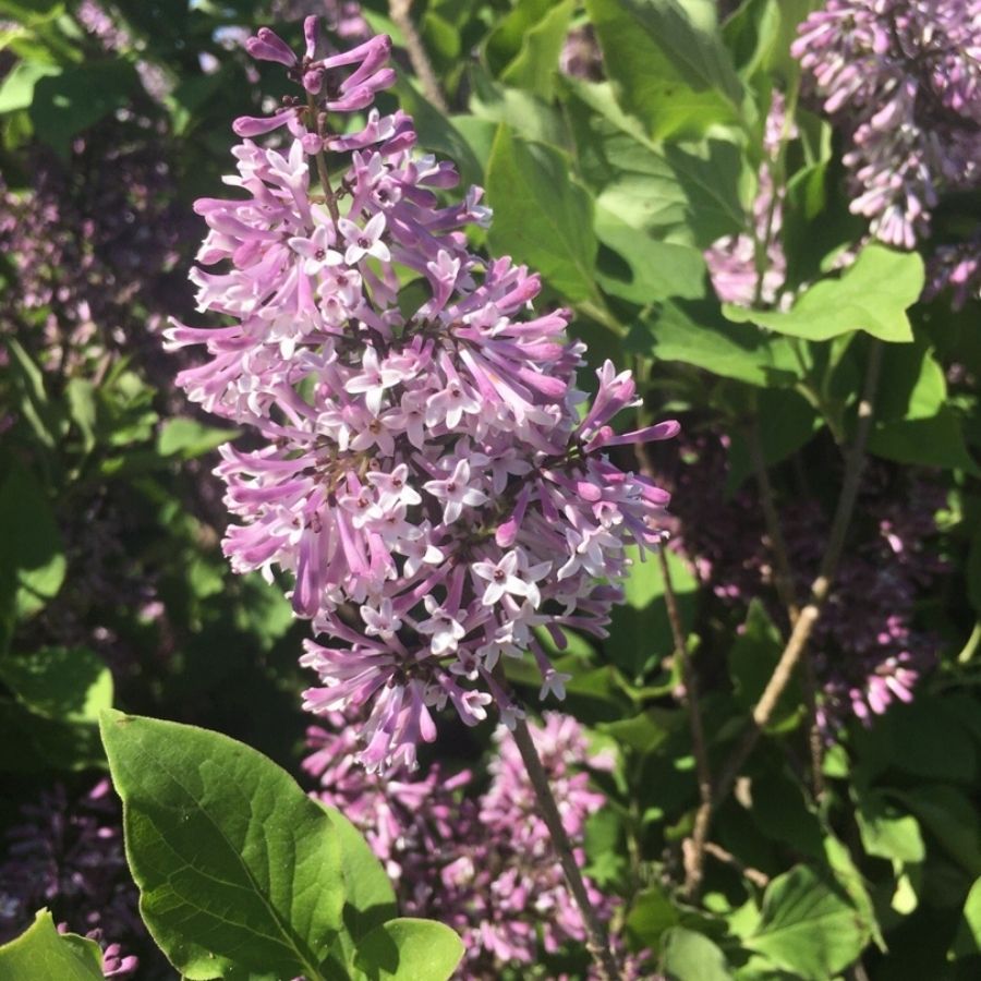 Сирень раскидистая Мисс Ким, С3 - Dolina-Sad.Ru