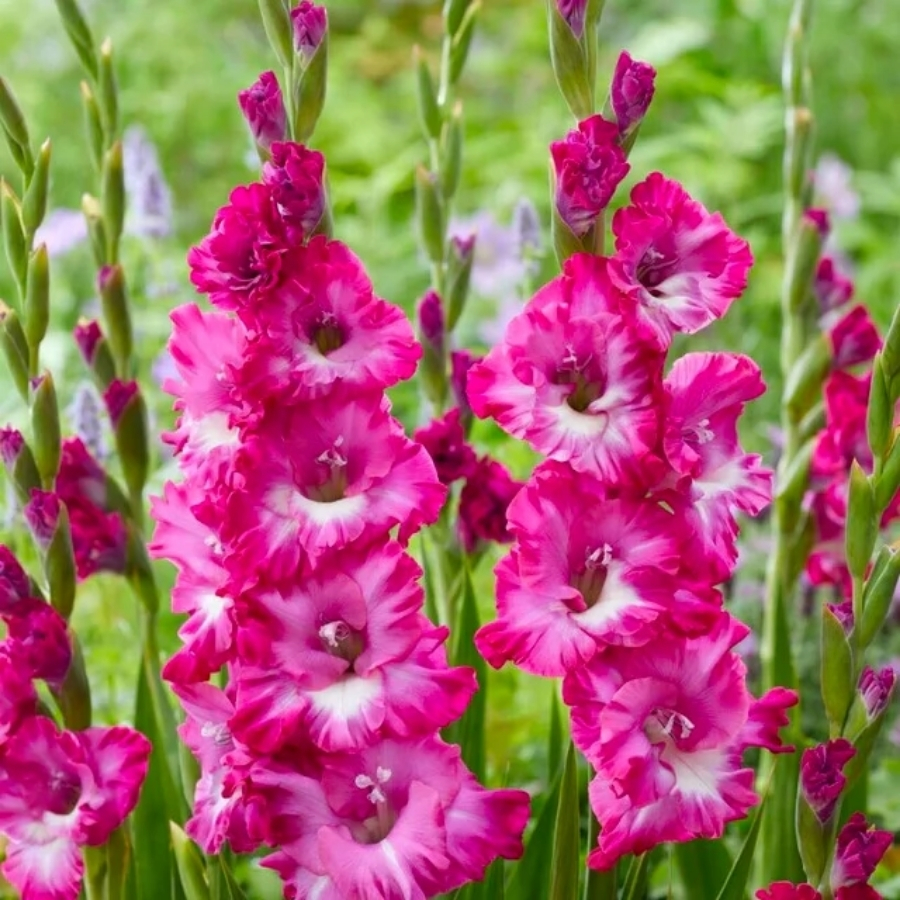 Гладиолус Наблус - Dolina-Sad.Ru