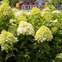 Гортензия метельчатая Канделайт Гортензия метельчатая Канделайт фото