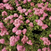 Спирея японская Манон фото