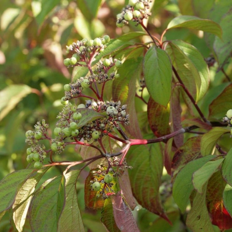 Дерен душистый Блю Клауд, С3 Дерен душистый Блю Клауд, С3 - Dolina-Sad.Ru