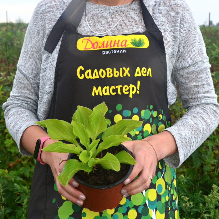 Хоста Аугуст Мун , C2 фото