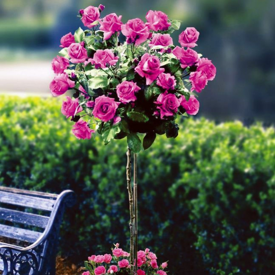 Роза штамбовая Биг Пурпул - Dolina-Sad.Ru