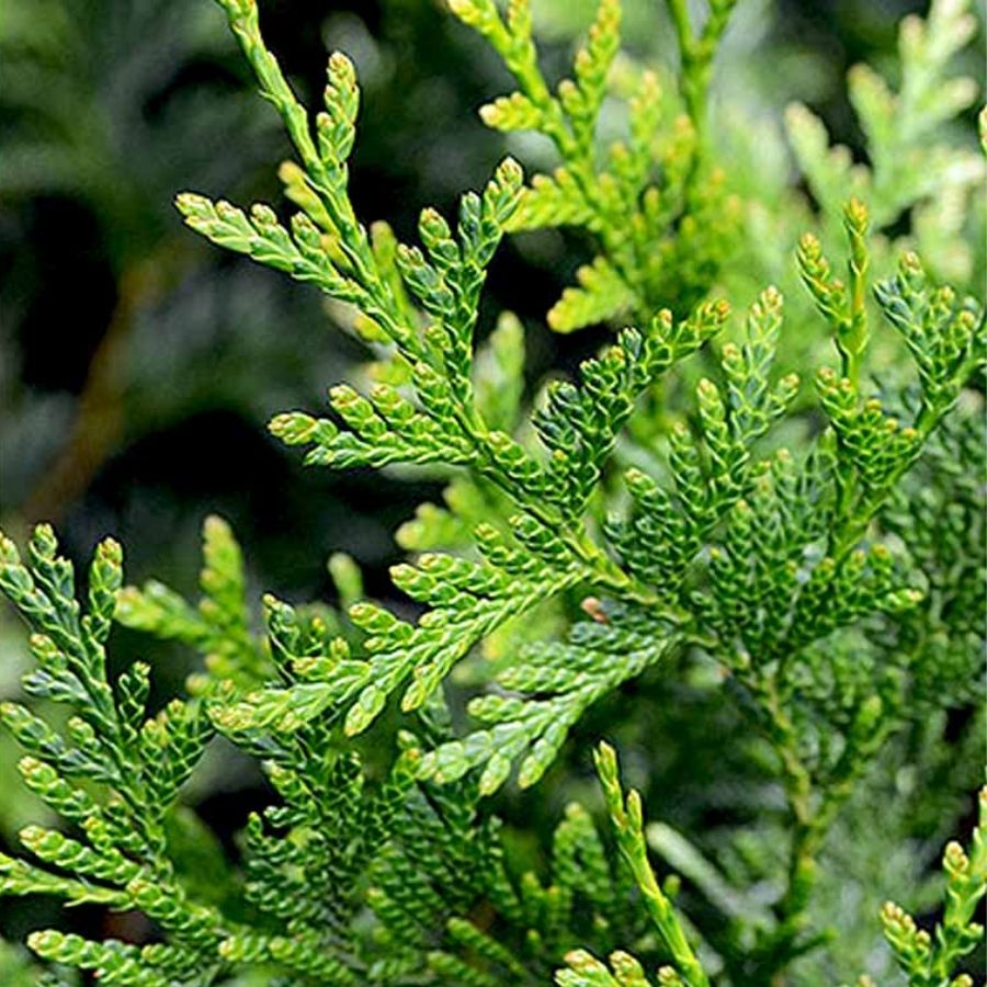 Туя складчатая Атровиренс, С3 - Dolina-Sad.Ru