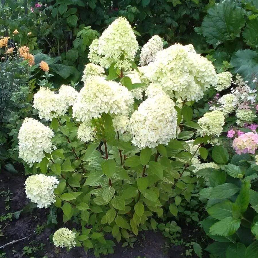 Гортензия метельчатая Би Хеппи, С2 - Dolina-Sad.Ru