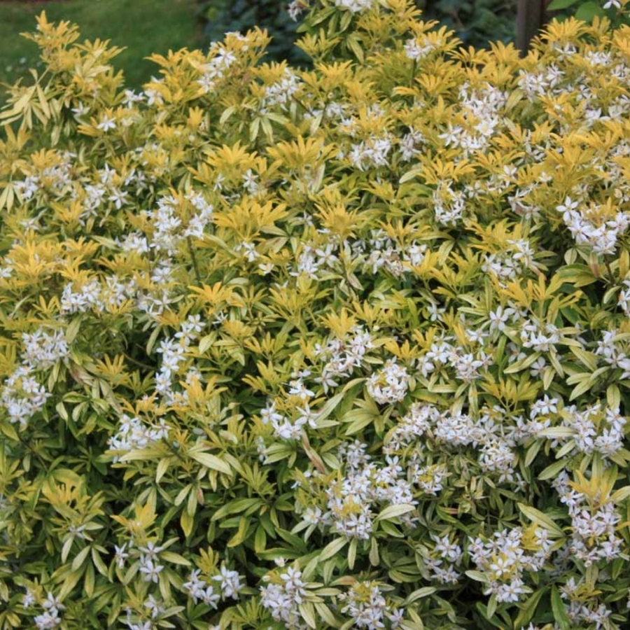 Шуазия троичатая Голдфингер Шуазия троичатая Голдфингер - Dolina-Sad.Ru