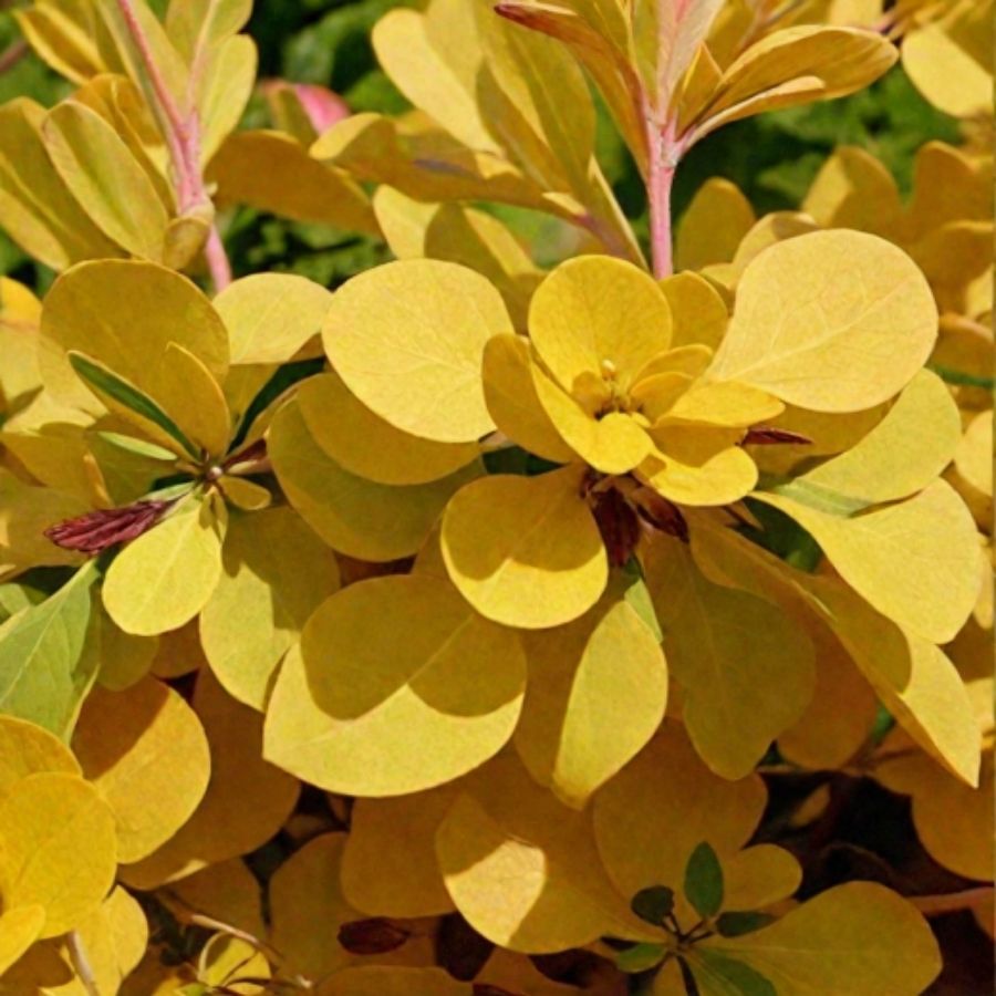 Барбарис Тунберга Ауреа, С3 - Dolina-Sad.Ru