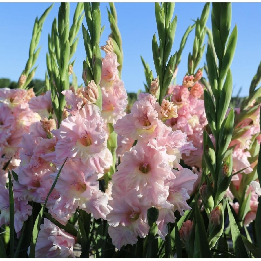 Гладиолус Розовая молния Гладиолус Розовая молния - Dolina-Sad.Ru