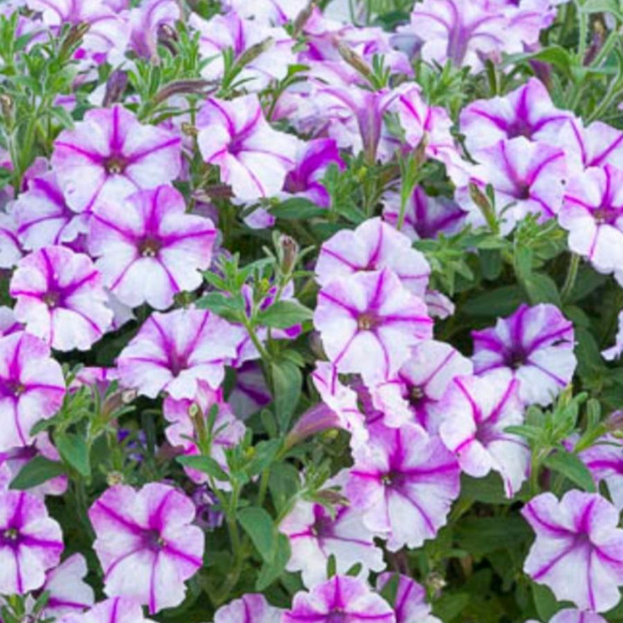 Петуния Баблс Баттерфляй - Dolina-Sad.Ru