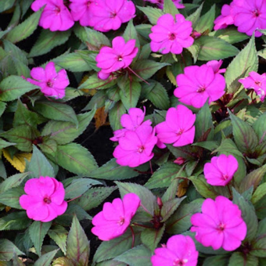 Бальзамин новогвинейский Санпатиес Дарк Лилак - Dolina-Sad.Ru