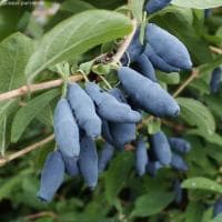 Жимолость Голубое веретено фото