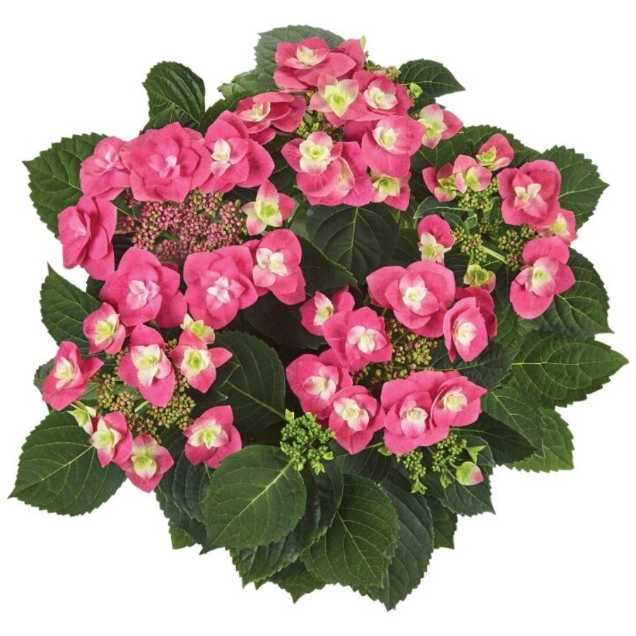 Гортензия крупнолистная Фрисби Хот Пинк, С2 - Dolina-Sad.Ru