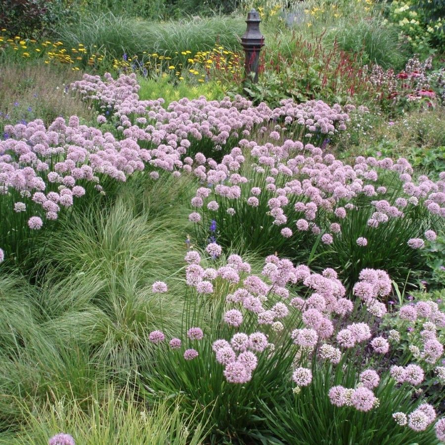 Аллиум сизый - Dolina-Sad.Ru