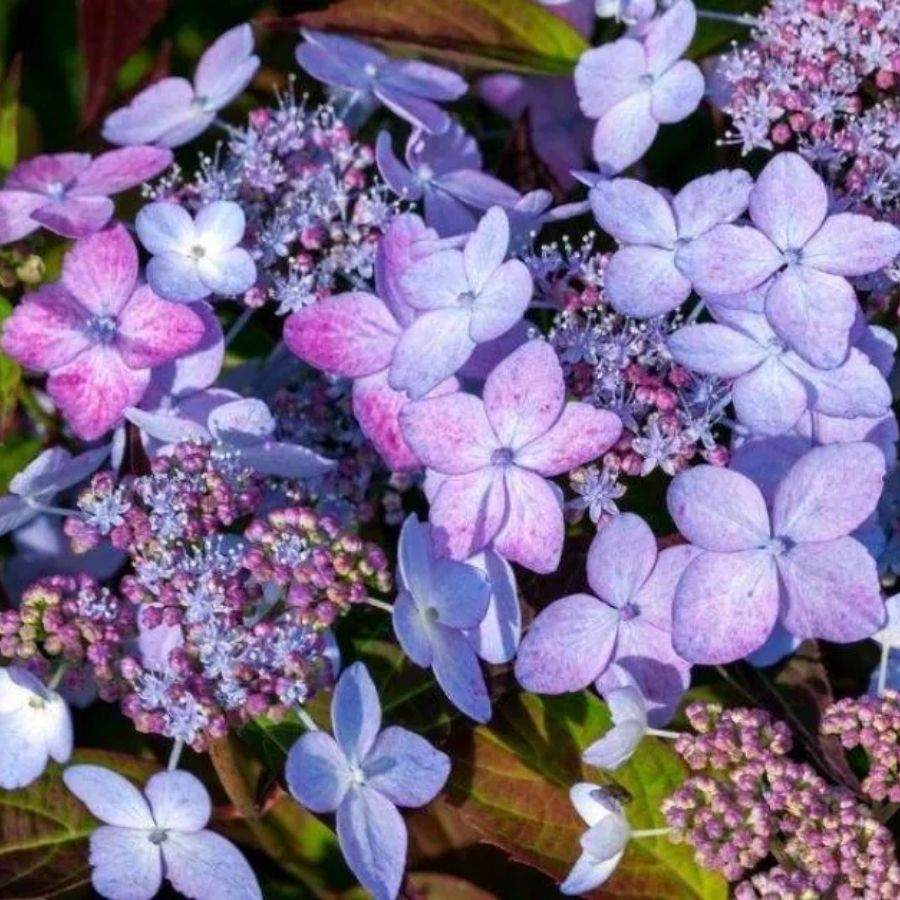 Гортензия пильчатая Морнинг Глори, С3 - Dolina-Sad.Ru