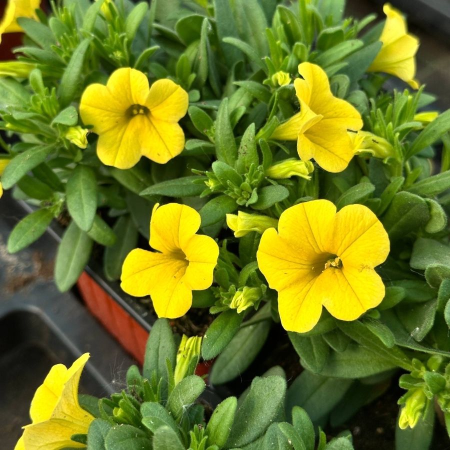 Калибрахоа Алоха Кона Еллоу - Dolina-Sad.Ru