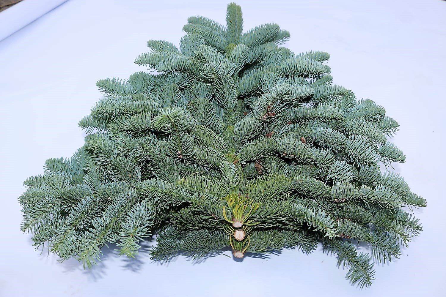 Лапник пихты Нобилиса (1 банч, 5 кг, 10-13 веток 55-70 см) - Dolina-Sad.Ru