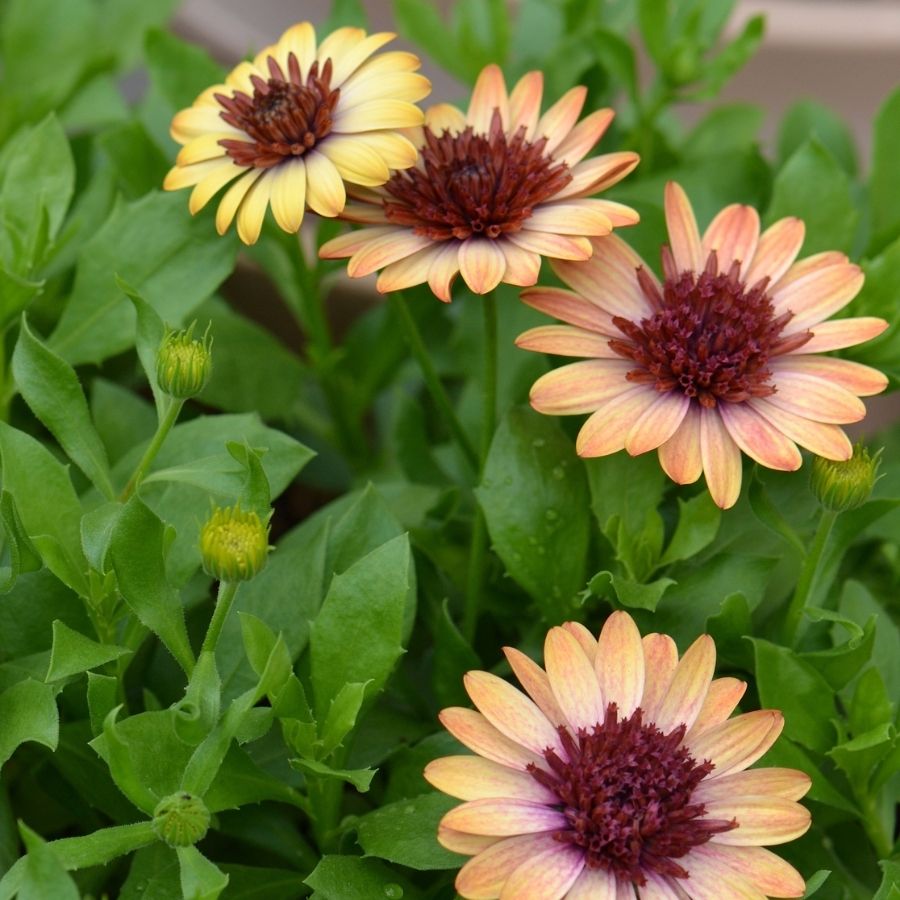 Остеоспермум 3Д Банана Шейк - Dolina-Sad.Ru