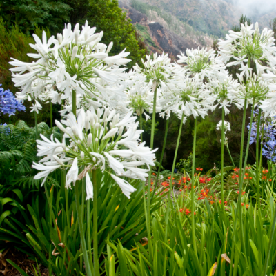 Агапантус Вайт Агапантус Вайт фото