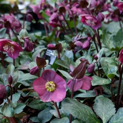 Морозник Ред Гибридс - Dolina-Sad.Ru