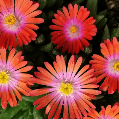 Делосперма Джевел оф Десерт Санстоун , Делосперма Джевел оф Десерт Санстоун , фото