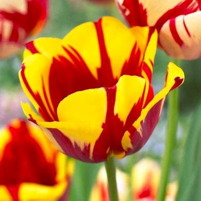 Тюльпан Твистер Тюльпан Твистер фото