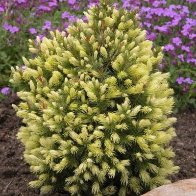 Ель канадская Рэйнбоуз Энд Ель канадская Рэйнбоуз Энд фото